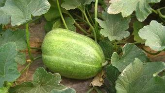 张小寒爆料甜瓜视频大全,甜瓜视频大全背后的精彩瞬间