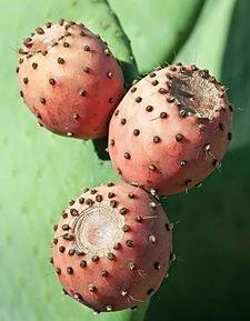 蛋仔皮肤仙人掌最新爆料,蛋仔皮肤仙人掌全新爆料，独特设计引热议